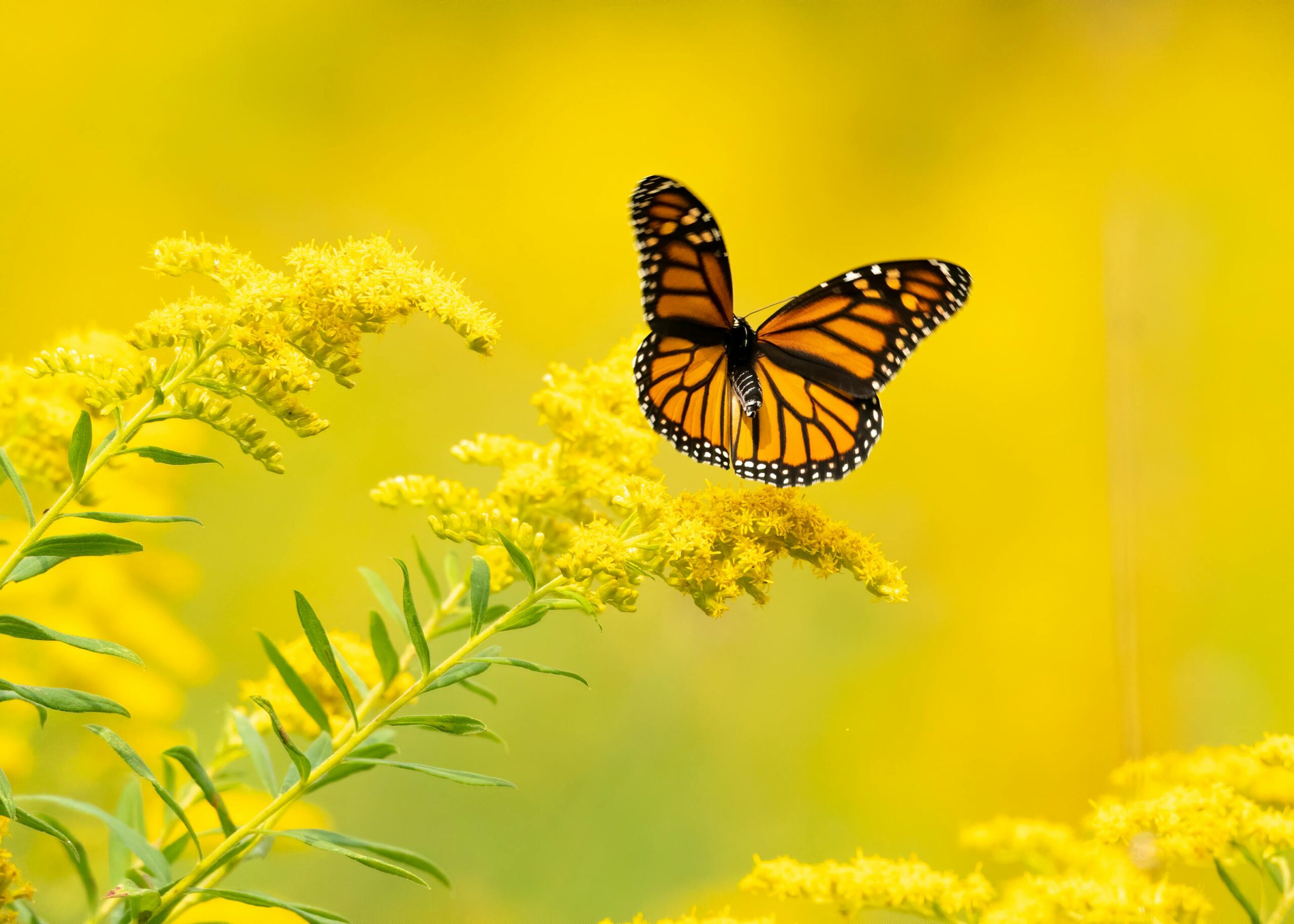 Monarch Schmetterling Achtsamkeit